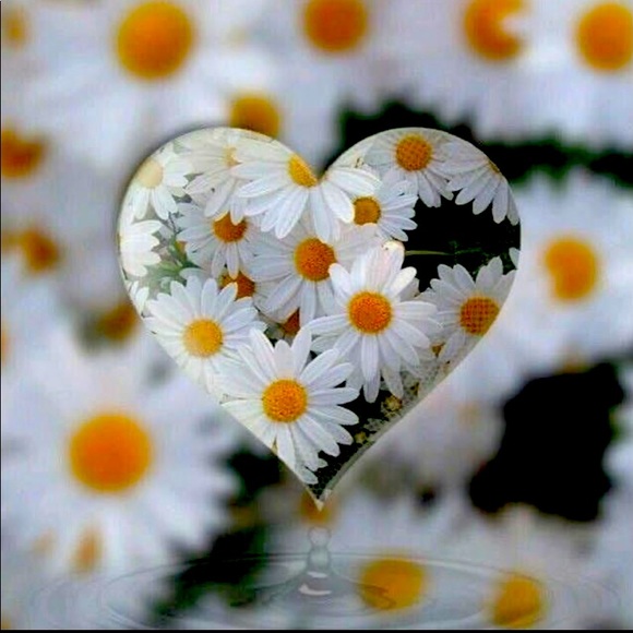 Meet your Posher, Daisey - Picture 1 of 1